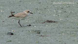 Kentish Plover Charadrius alexandrinus [upl. by Yerdua]