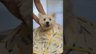 SHIBA Dog Spa Day for Cute Shiba Inu shiba shibainu cute dog pets [upl. by Edmond]