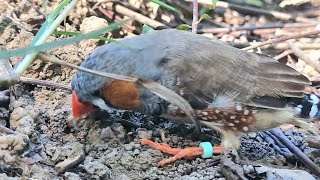 Today I have to go into the forest to find food by myself  zebra finch sound [upl. by Adda161]