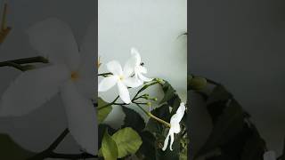 terrace plants garden youtube chandni viralvideo Beautifullife♥️ [upl. by Schecter]