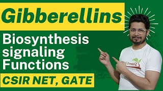 Gibberellin hormone biosynthesis and gibberellin function [upl. by Devy]