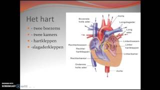 33 werking van het hart [upl. by Otreblig311]