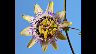 Beautiful Passion flower blooming time lapse Passiflora 4K passionflowerflowertimelapse [upl. by Nirot644]