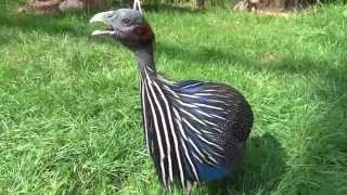 Vulturine Guineafowl sings [upl. by Nike]