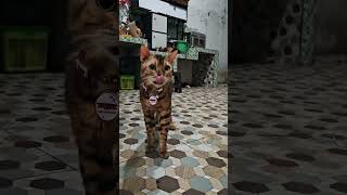 Bengal cat [upl. by Anaerda]