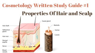 Cosmetology Written Study Guide 1  Properties of Hair amp Scalp [upl. by Ardiek205]