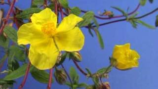 Bach Flower Remedies  Rock Rose [upl. by Dodds165]