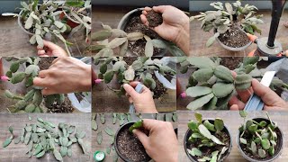 Care And Easy Propagating Of Zygo Cactus Or Christmas Cactus [upl. by Hadeehuat]