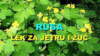 RUSA  LEK Za JETRU i ŽUČ [upl. by Lledner]