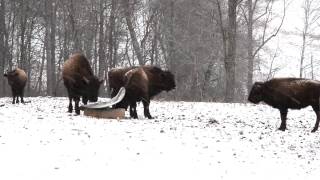 Cibola Farms  Bison in the snow [upl. by Marlyn]