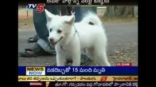 Dog Race In Vijayawada TV5 [upl. by Anilehcim]