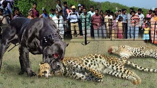 इनके आगे चीता भी चित्त हो जाता है  Top 3 Most Dangerous banned Dog Breeds In The World [upl. by Berliner]