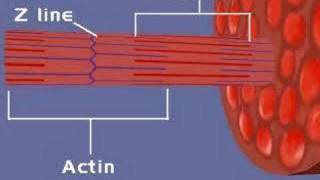 Muscular System Sliding Filament Theory 1 [upl. by Skill]