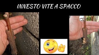 Innesto vite a spacco [upl. by Retsila]