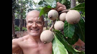 Dicas de como fazer LICOR DE JENIPAPO NATURAL NA CACHAÇA PINGA jiparana Rondônia Brasil [upl. by Celeste]