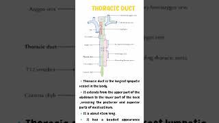 Thoracic duct 2marks viva anatomy medicine thoraxanatomy [upl. by Aihsema443]