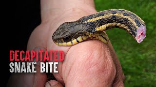 How Did This Rattlesnake Deliver a Lethal Bite After Being Decapitated [upl. by Ellerahc]