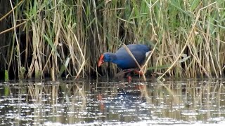 Western Swamphen at Minsmere [upl. by Sokem920]