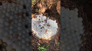 The wasp nest by the edge of the farm could be a problem it could sting someone wasp wildbees [upl. by Eromle361]