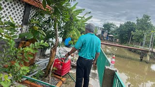 Mai Mộng Miền Tây sống ở Sài Gòn đang phát trực tiếpCha xuong xem ong bi lam hang rao cho me Mộng [upl. by Bernita763]