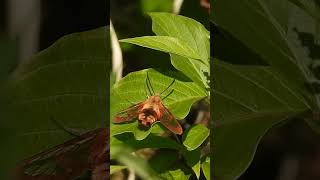 Hummingbird Clearwing Moth [upl. by Skiba]