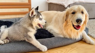 Golden Retrievers Reaction to a Husky Puppy Occupying His Bed [upl. by Pompea]