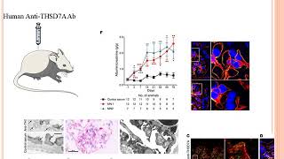 GEM Actualités En Physiopathologie partie 02 [upl. by Norah351]