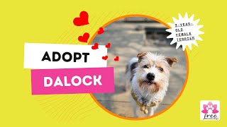 Adopt Dalock [upl. by Enel]