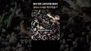 밤에 여럿이 모여있으니 더 귀여운 한국산개구리 Rana coreana nature 동물 [upl. by Ididn]