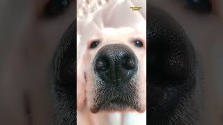 Doggo Showoff My Nose is a Work of Art [upl. by Amr]