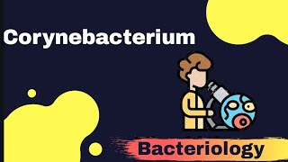 CORYNEBACTERIUM DIPHTHERIA part 2 Microbiology [upl. by Ecille]