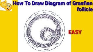 how to draw graafian follicle step by step for beginners   how to draw graafian follicle [upl. by Sawyer]