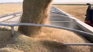 Harvest starting 2024  Grain Cart Unloading on Semi with Malt Barley [upl. by Kacey]