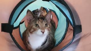 Cats Gone Crazy Tunnel Playtime Turns Chaotic  Manchester Moggies [upl. by Kopaz]