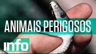 Os 5 animais mais perigosos do mundo [upl. by Nala]