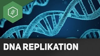 DNA Replikation  Wie funktionierts [upl. by Ecirehc962]