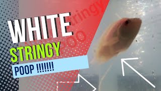 White Stringy Poop Flowerhorn Quick Video [upl. by Maitland]