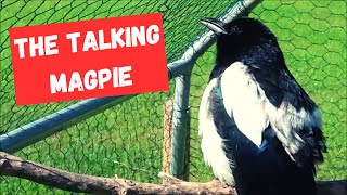 Pie The Talking Magpie [upl. by Grunberg]