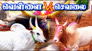 வெள்ளை Vs செவலை மரண மாஸ் ஆட்டம்  ஒருத்தன் கூட பக்கத்துல வரல செம்ம ஆட்டம் Tamilan Trending [upl. by Hilbert]