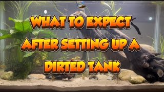 WHAT TO EXPECT AFTER SETTING UP A DIRTED TANK [upl. by Berlauda]