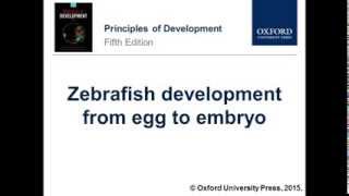 Zebrafish development from egg to embryo [upl. by Coplin509]