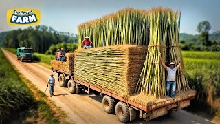 How Bamboo Products Are Made From Planting Bamboo to Toothbrush Factory [upl. by Silverts]