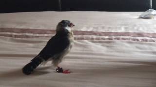 Rocco our African Pygmy Falcon [upl. by Oliviero184]