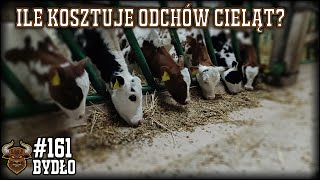 161 Bydło opasowe  Ile kosztuje odpojenie i odchów cieląt Symulacja dla kilku różnych grup [upl. by Anaidiriv960]