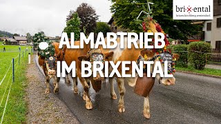 Almabtrieb im Brixental 2023 [upl. by Newel]