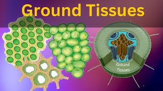 Permanent tissues class 9 biology Ground tissues Collenchyma Parenchyma and Sclerenchyma tissues [upl. by Oiciruam308]