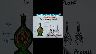 fertilisation in flowering plant science newsession plants class10science [upl. by Welbie333]