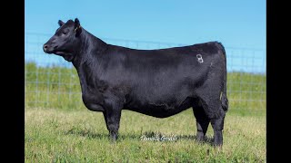 Willekes Angus NILE Heifer Lot 53 [upl. by Carnahan]