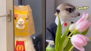 Best Animal Voiceovers  Llama Goes to McDonalds Ep 55 [upl. by Ettedo822]