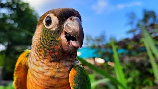 Chirping Conure Bird sounds Green Cheek Conure singing in the morning To day [upl. by Diad330]